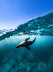 Narooma Seal Diving Trip