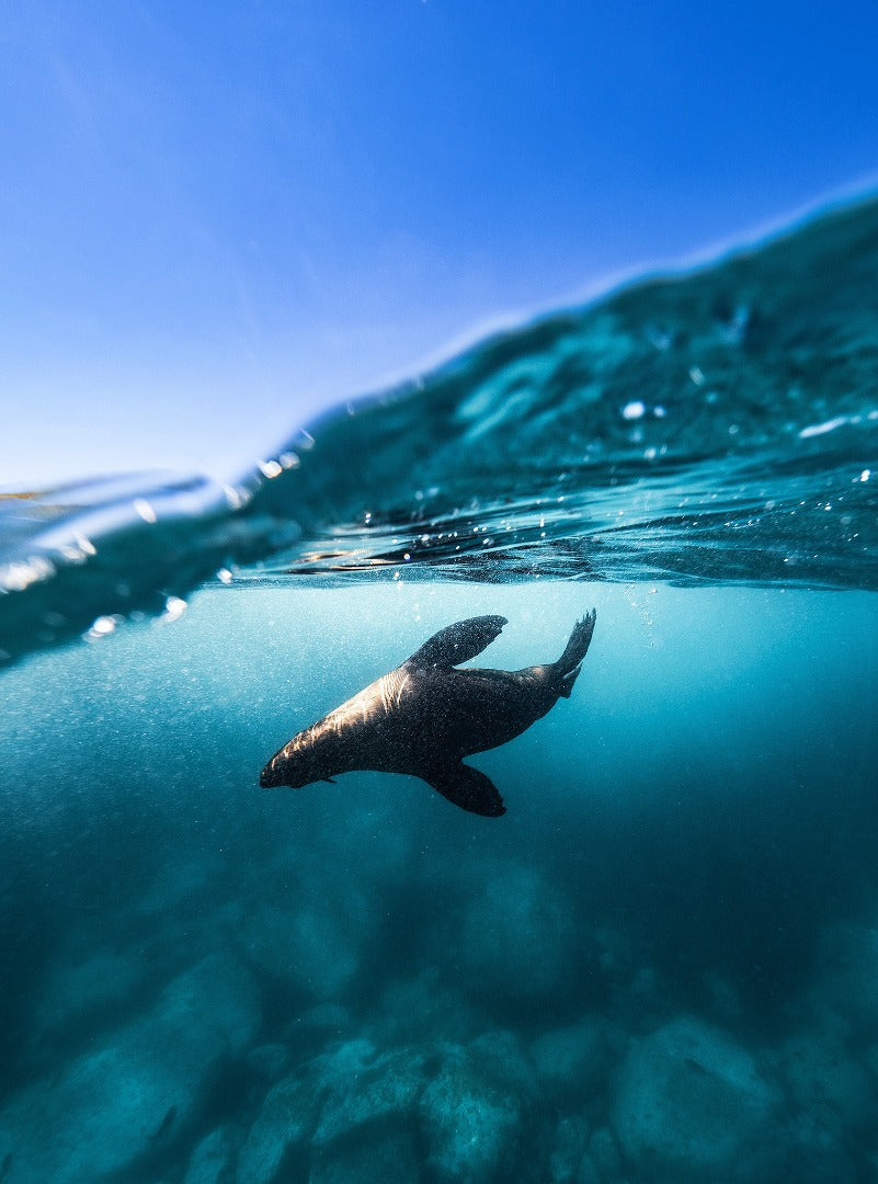 Narooma Seal Diving Trip