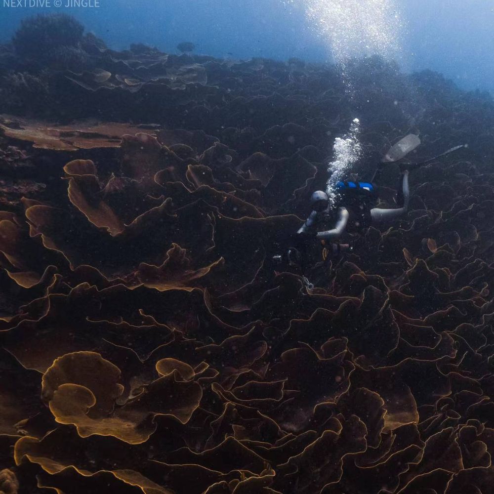 Best of Palau Scuba Diving Liveaboard