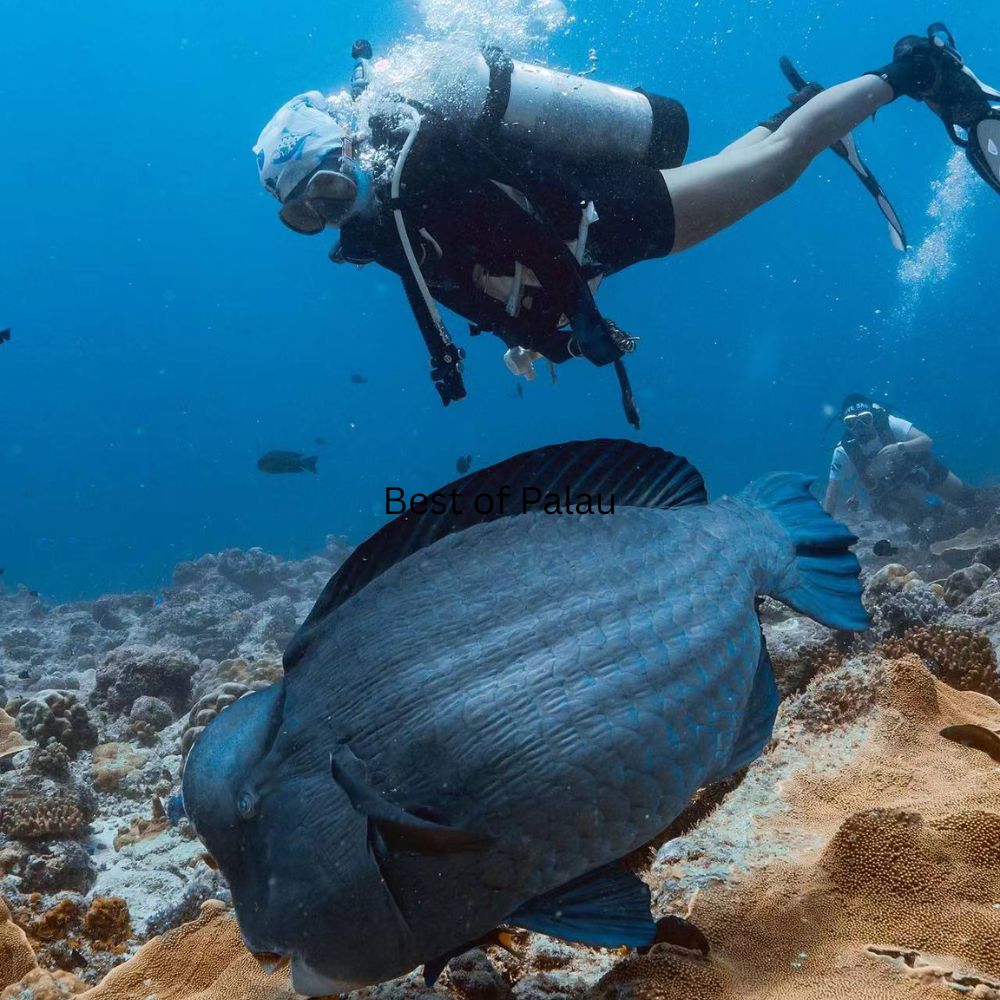 Best of Palau Scuba Diving Liveaboard