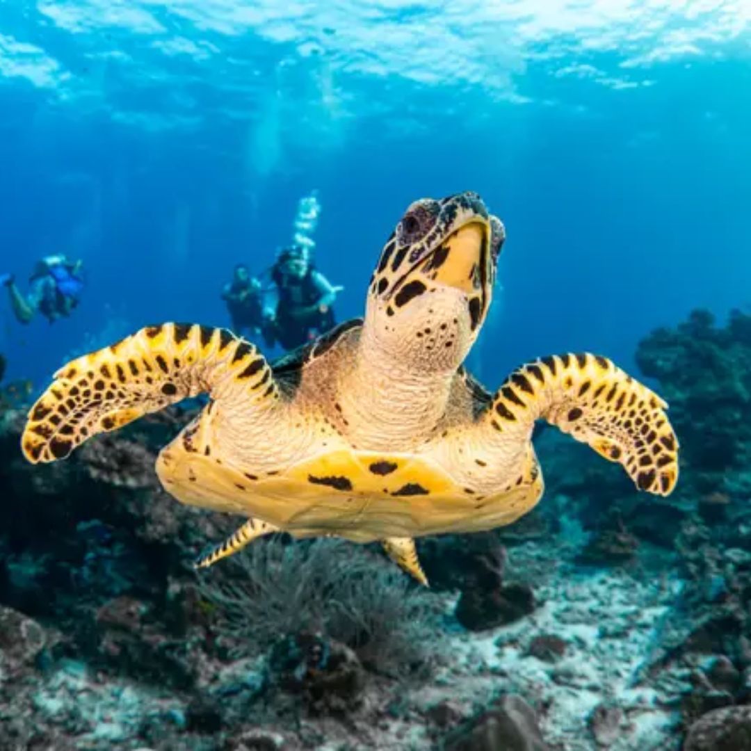 Best of North Thailand Scuba Diving Liveaboard