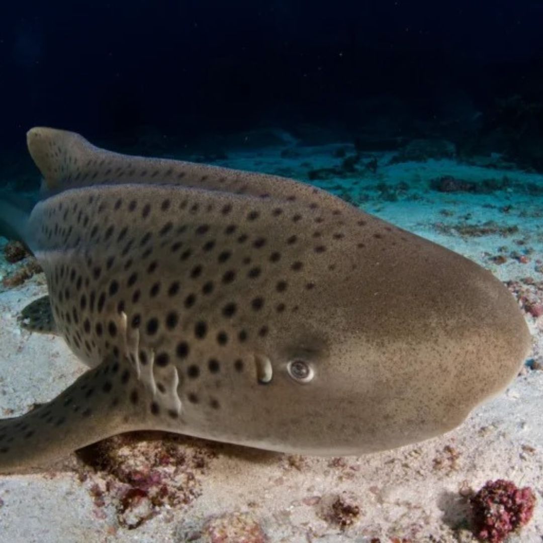 Best of North Thailand Scuba Diving Liveaboard