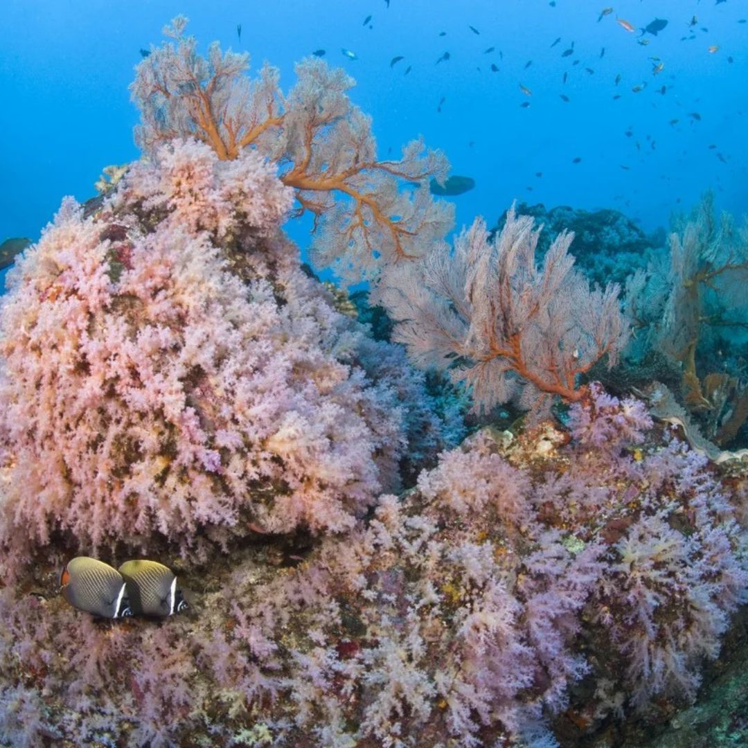 Best of South Thailand Scuba Diving Liveaboard
