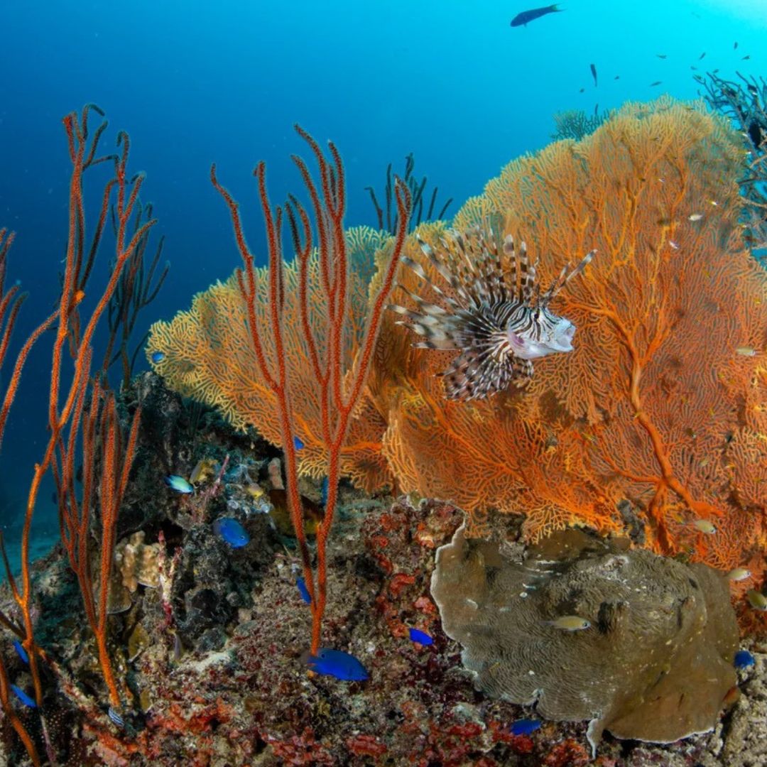 Best of South Thailand Scuba Diving Liveaboard