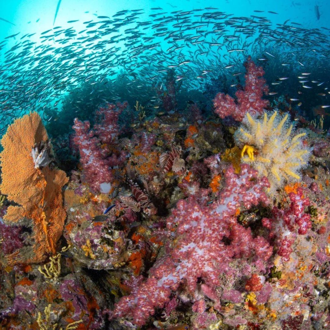 Best of South Thailand Scuba Diving Liveaboard