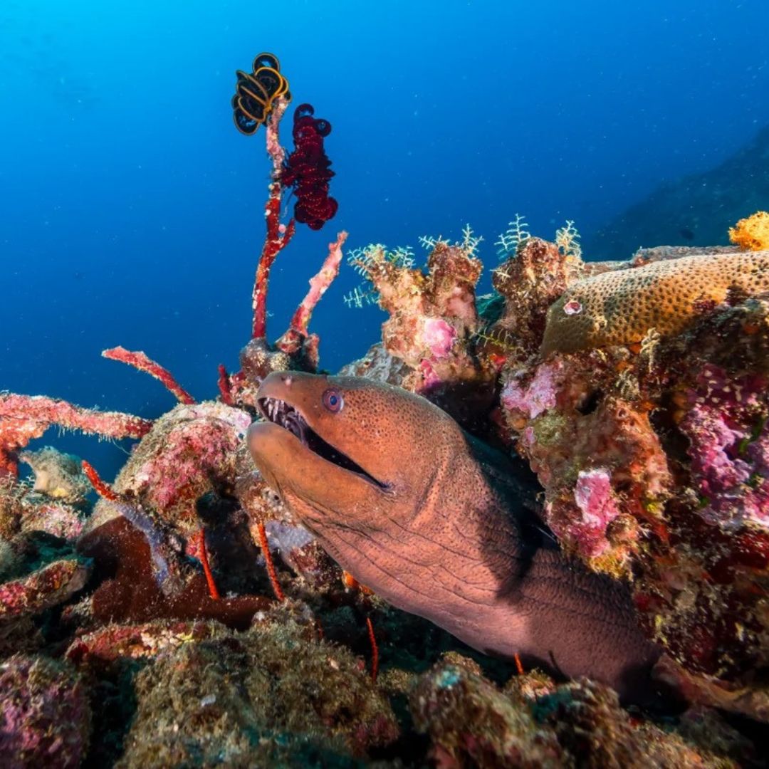 Best of South Thailand Scuba Diving Liveaboard