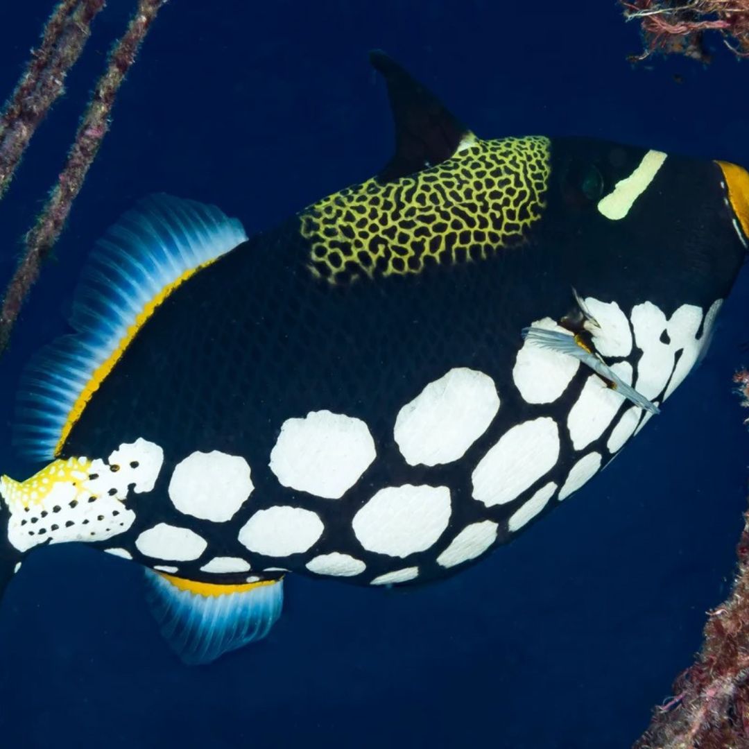 Best of South Thailand Scuba Diving Liveaboard