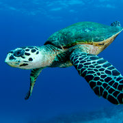 Turtle Conservation Special Similan Liveaboard