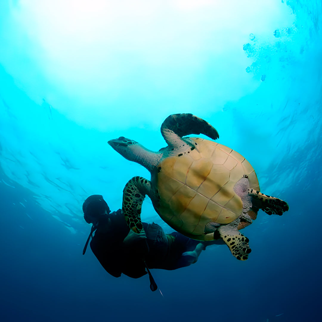 Turtle Conservation Special Similan Liveaboard