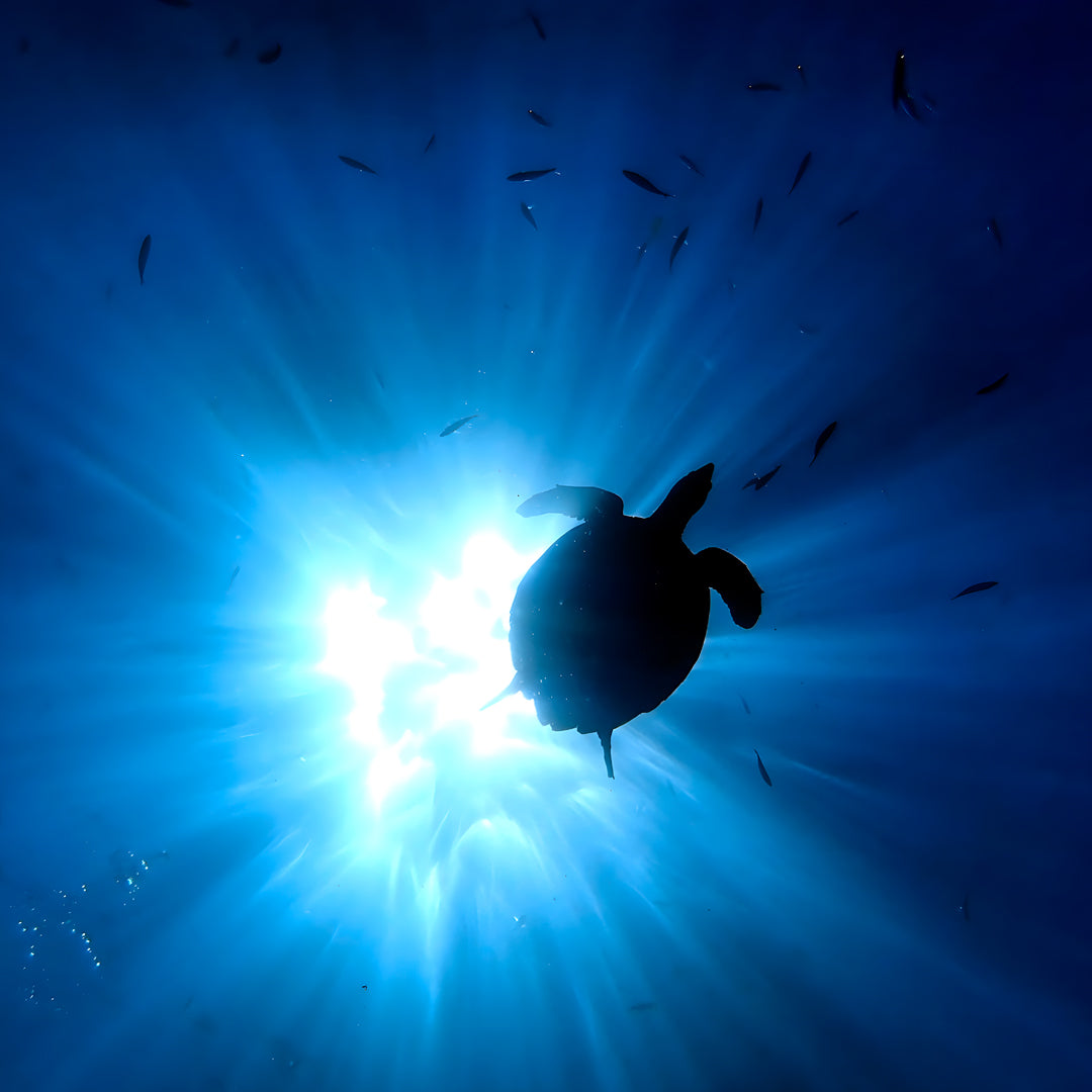 Turtle Conservation Special Similan Liveaboard