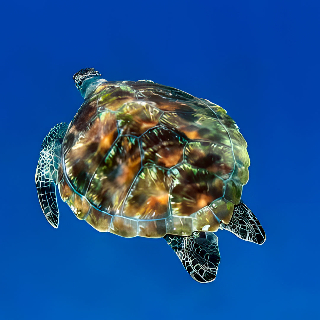 Turtle Conservation Special Similan Liveaboard