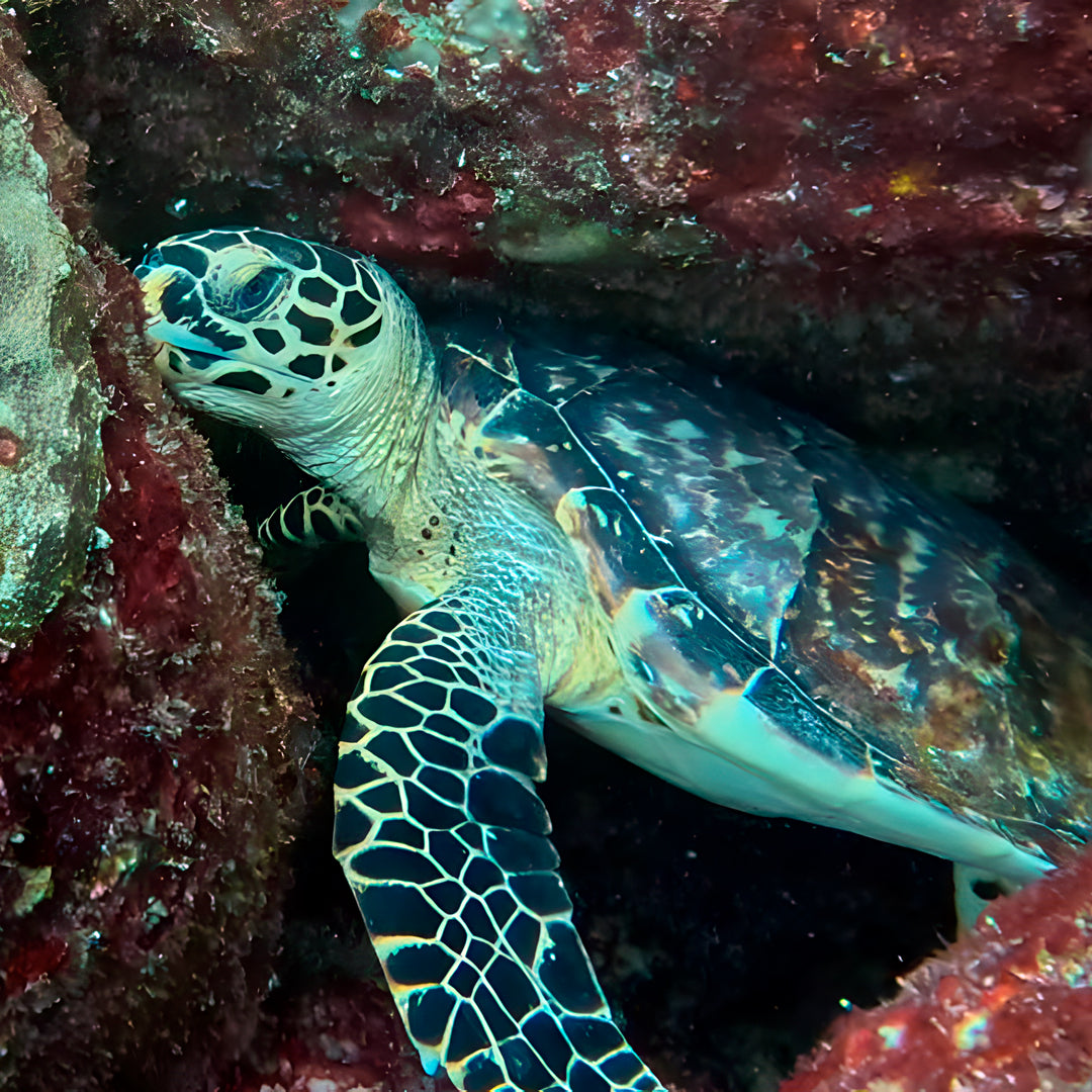 Turtle Conservation Special Similan Liveaboard