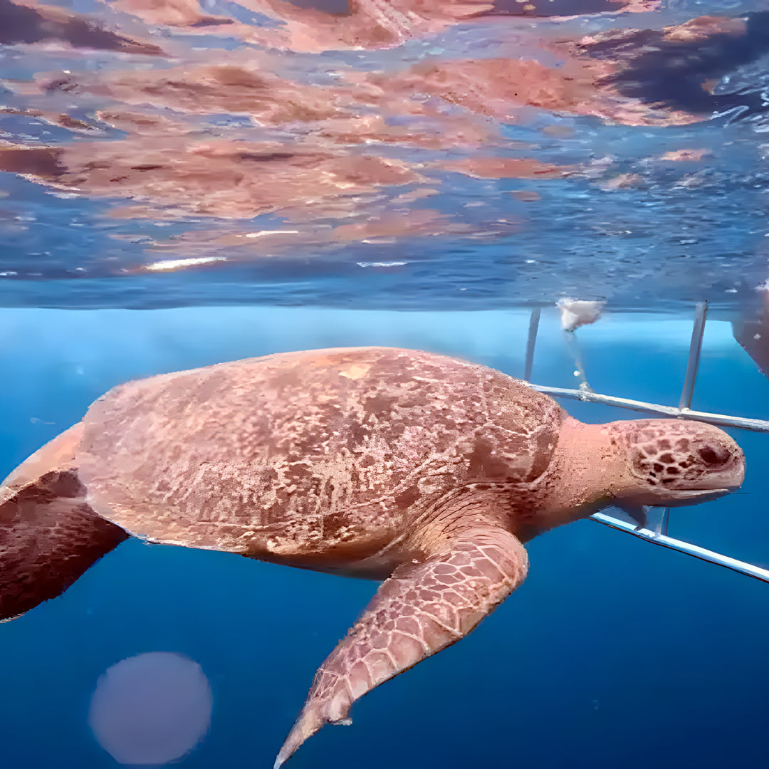 Turtle Conservation Special Similan Liveaboard