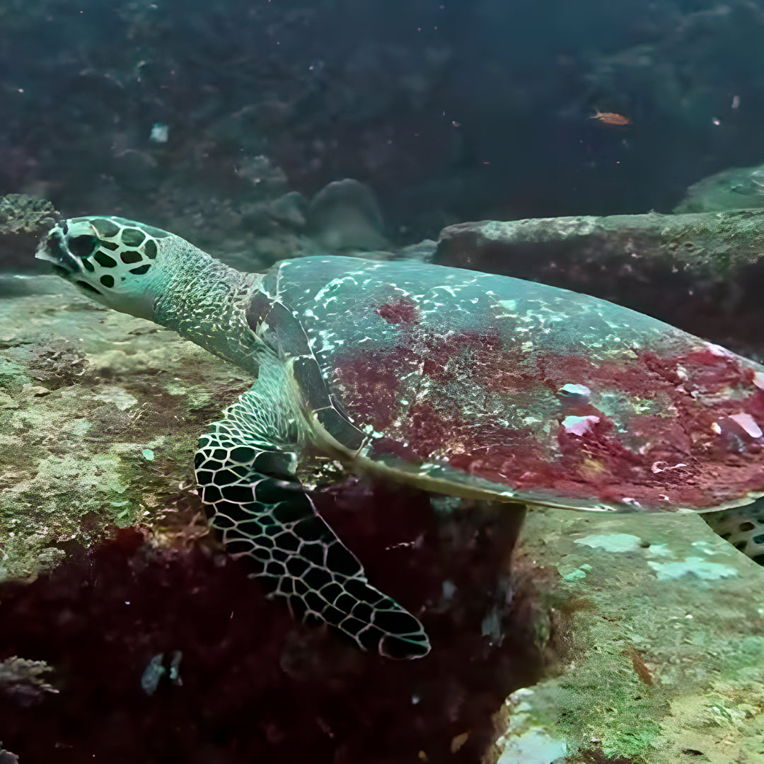 Turtle Conservation Special Similan Liveaboard