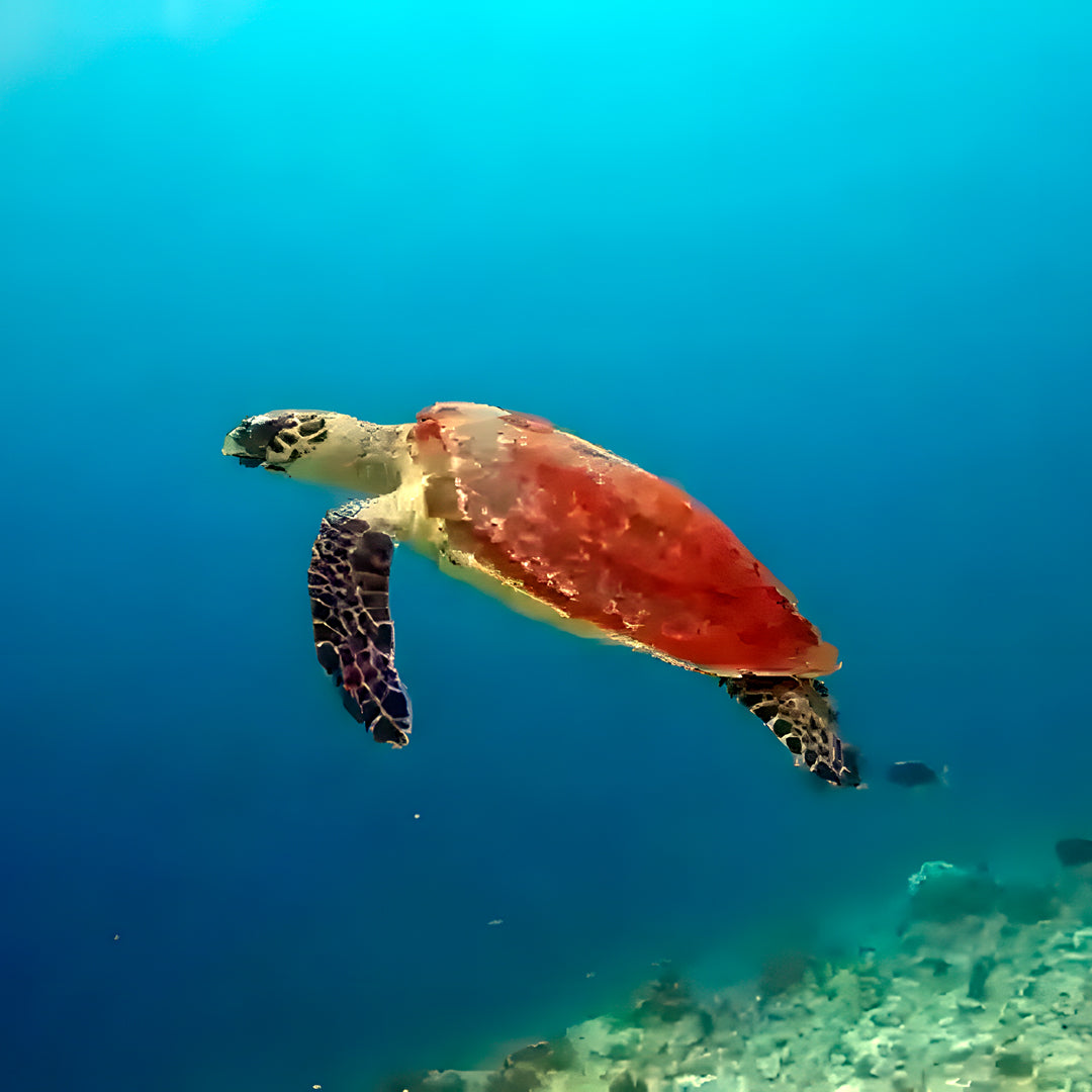Turtle Conservation Special Similan Liveaboard