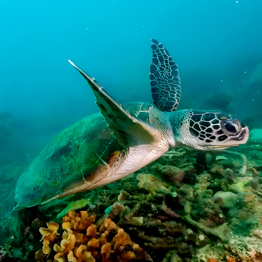 Turtle Conservation Special Similan Liveaboard