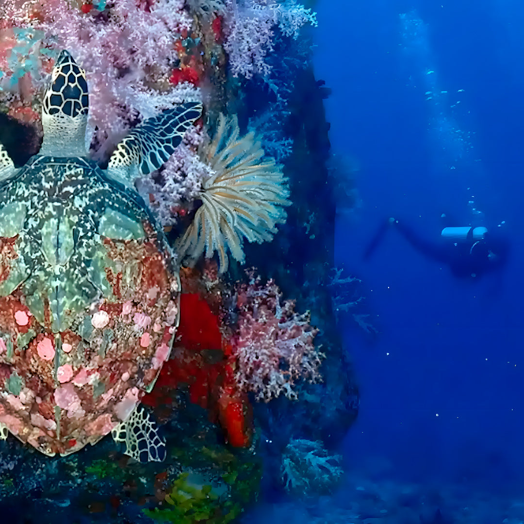 Turtle Conservation Special Similan Liveaboard