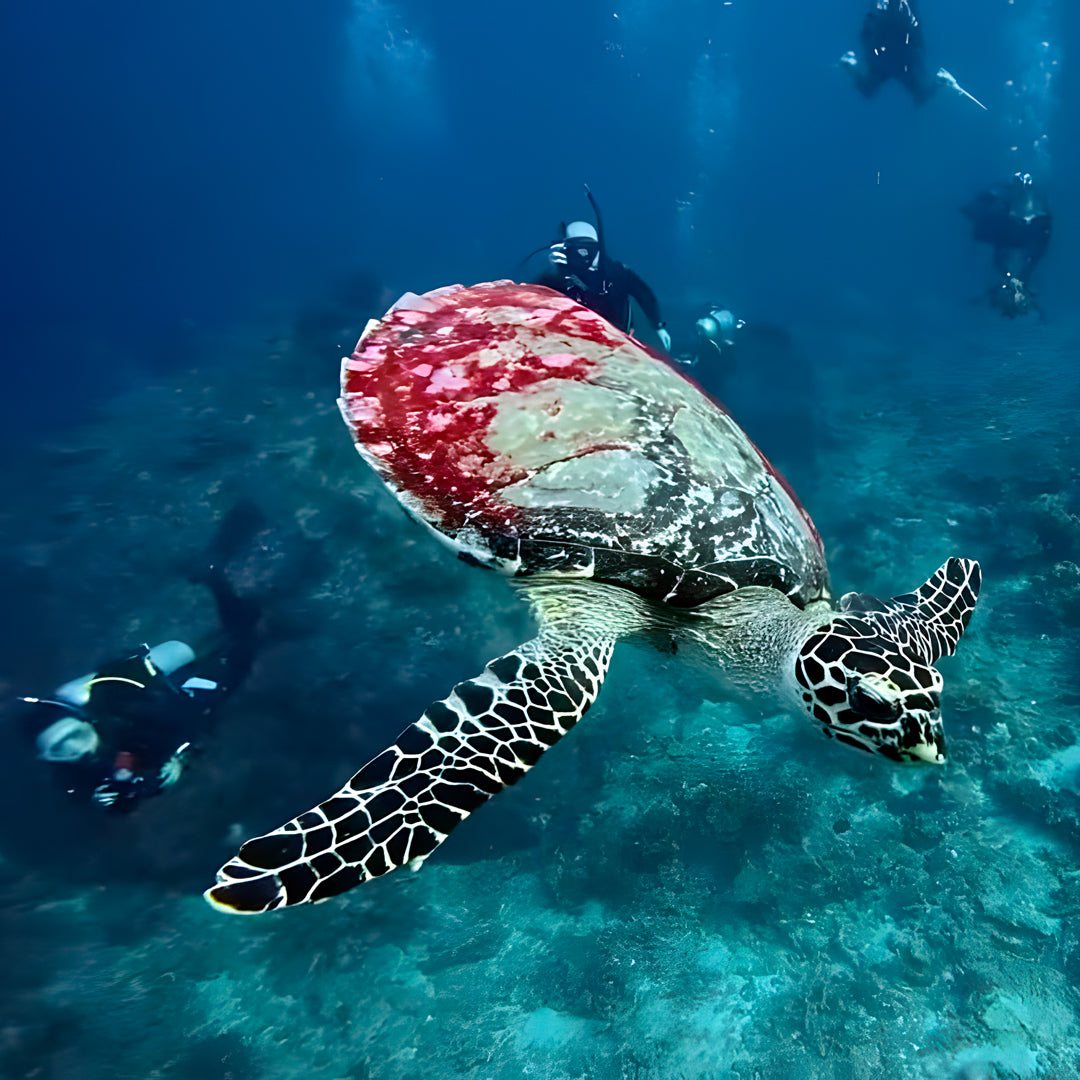 Turtle Conservation Special Similan Liveaboard