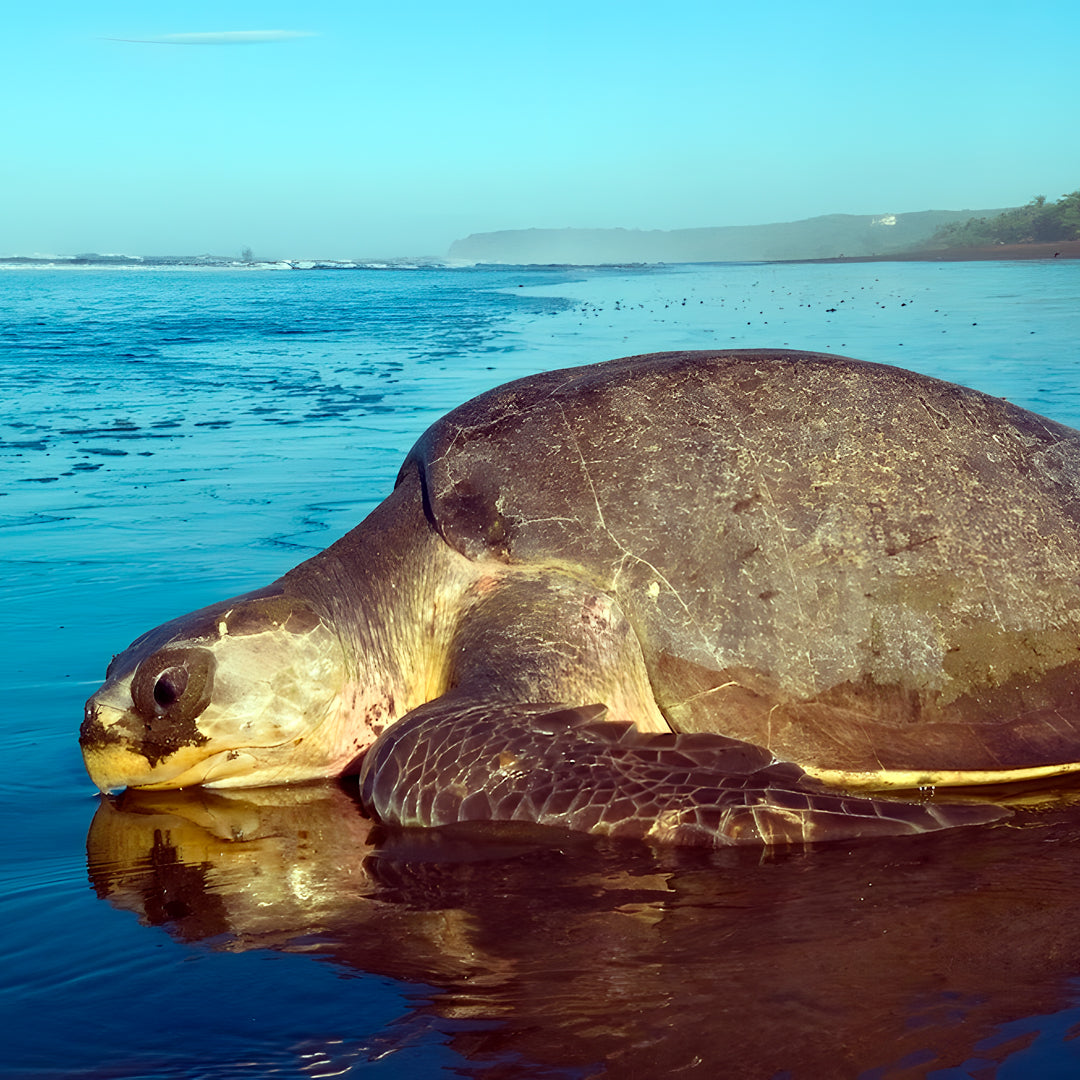 Turtle Conservation Special Similan Liveaboard