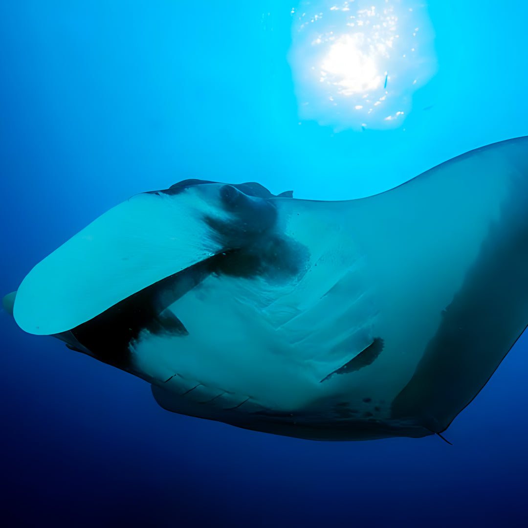 Classic Similan Liveaboard Expedition