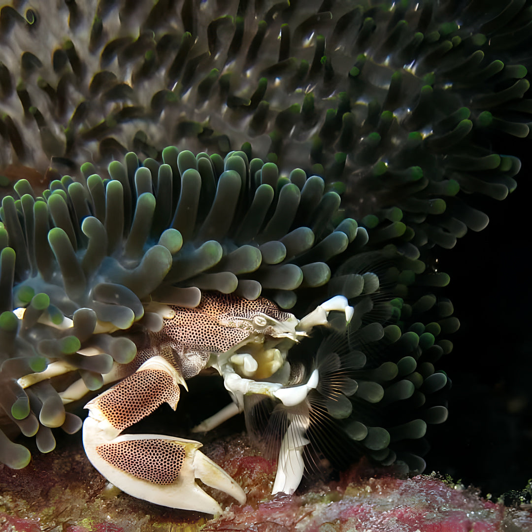 Classic Similan Liveaboard Expedition