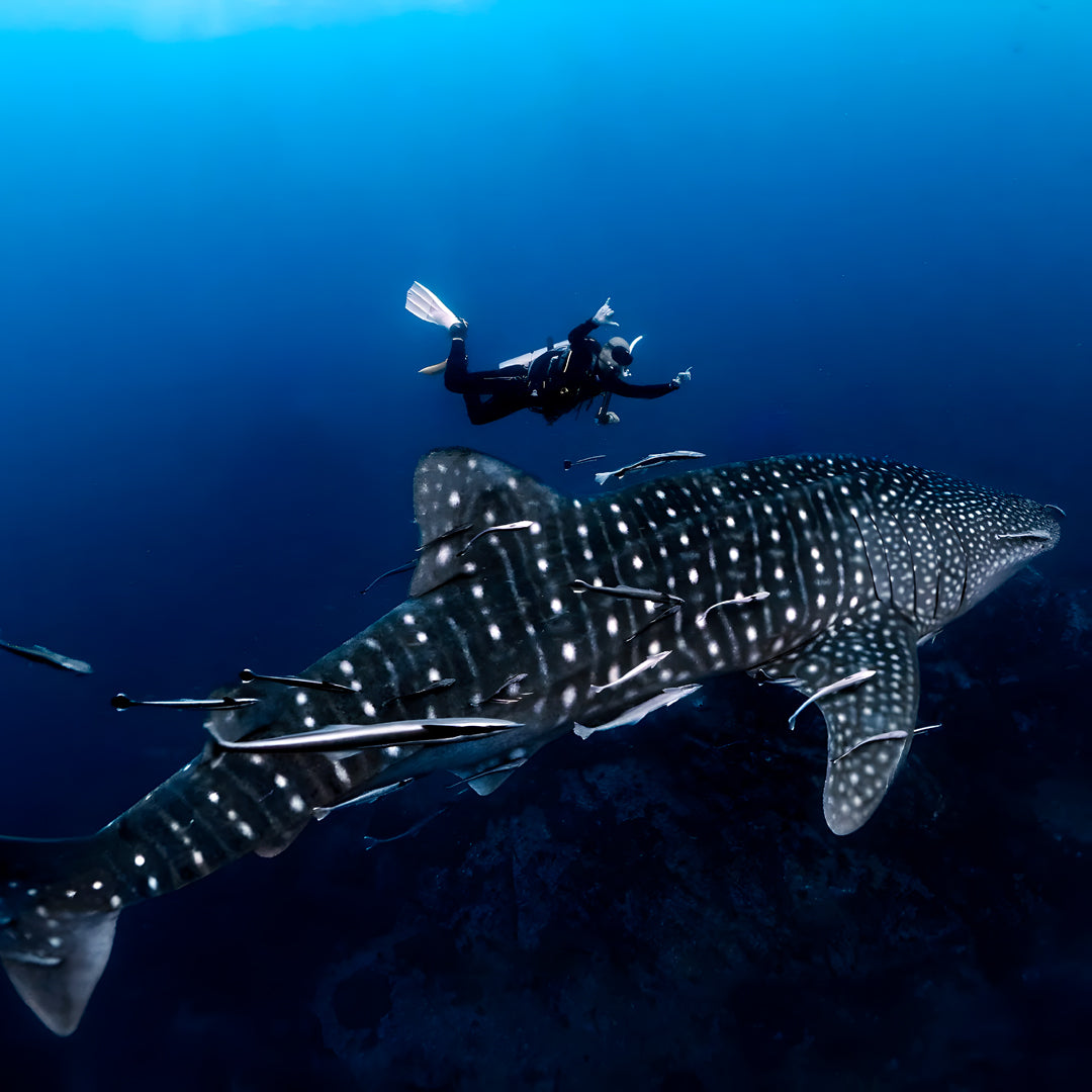 Scuba Diver Course in Koh Tao