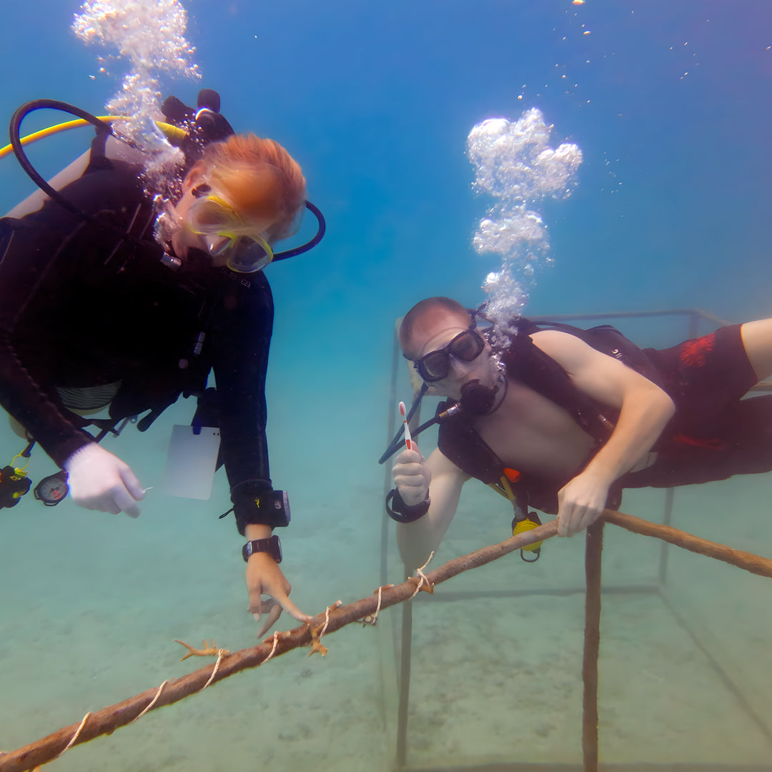 Scuba Diver Course in Koh Tao