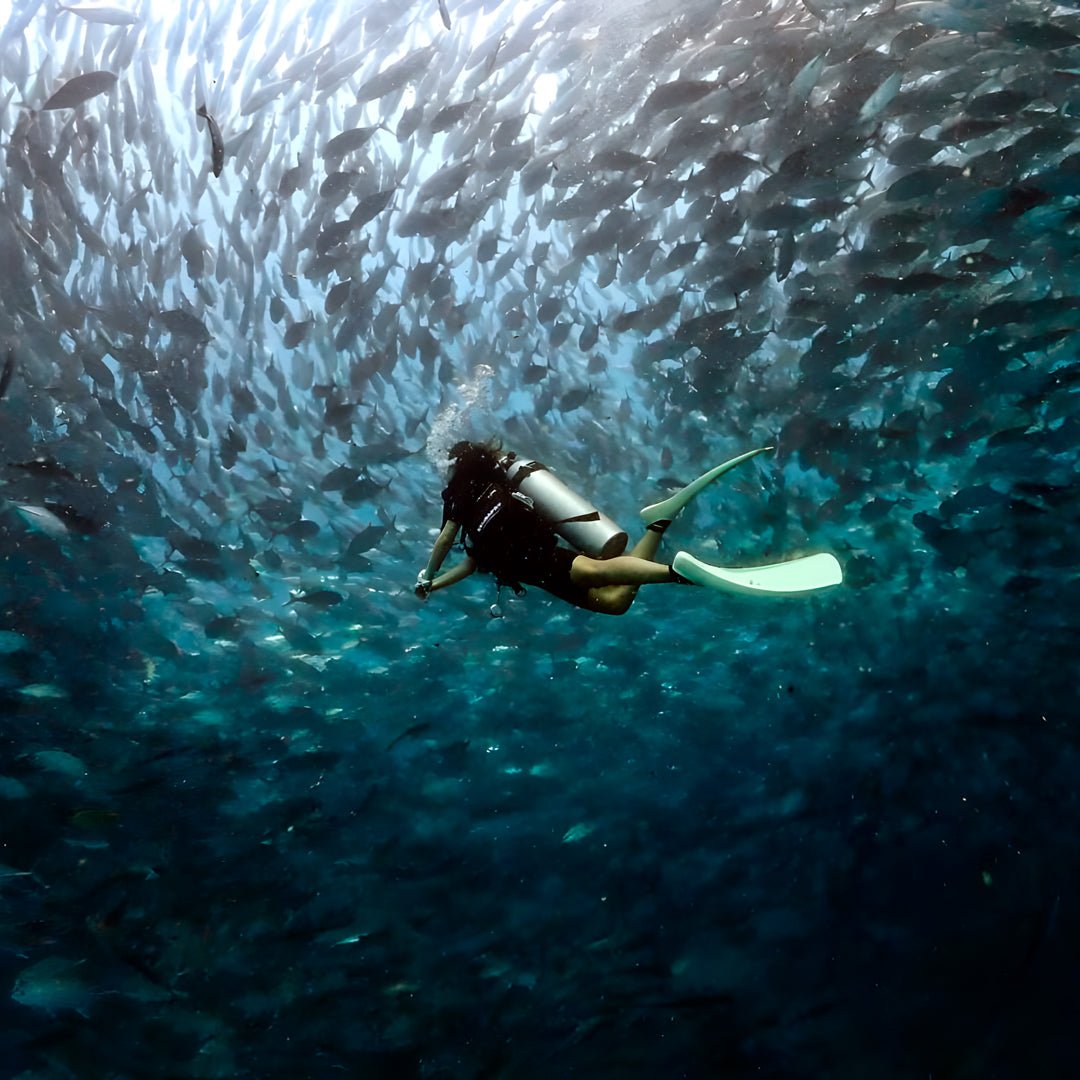 Scuba Refresher Dive in Koh Tao