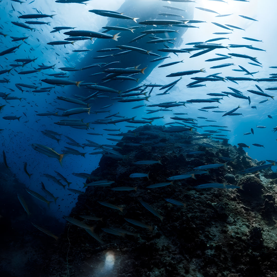 SSI Open Water Diver Course in Koh Tao