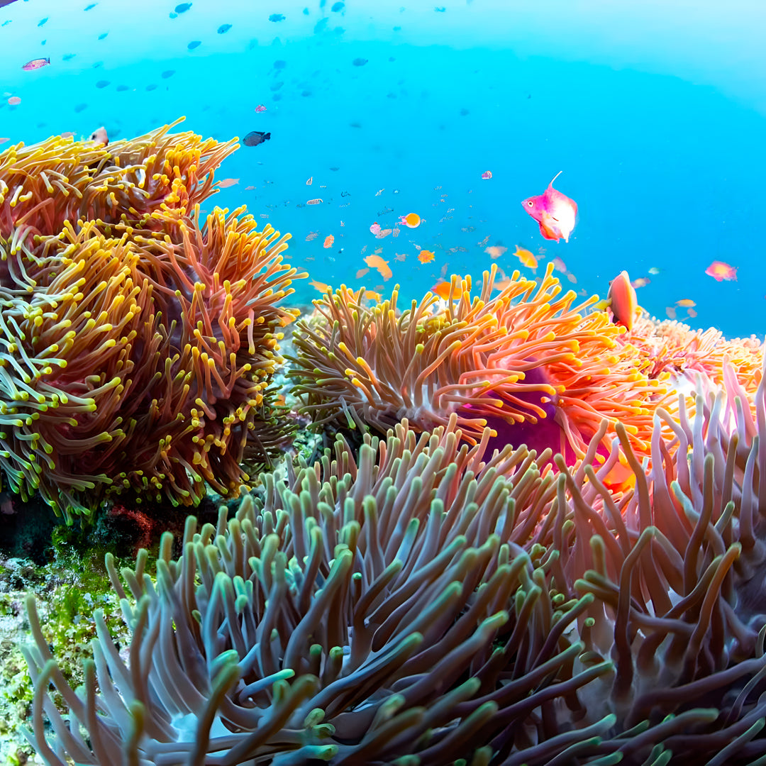 Maldives Scuba Diving Liveaboard Blue Horizon