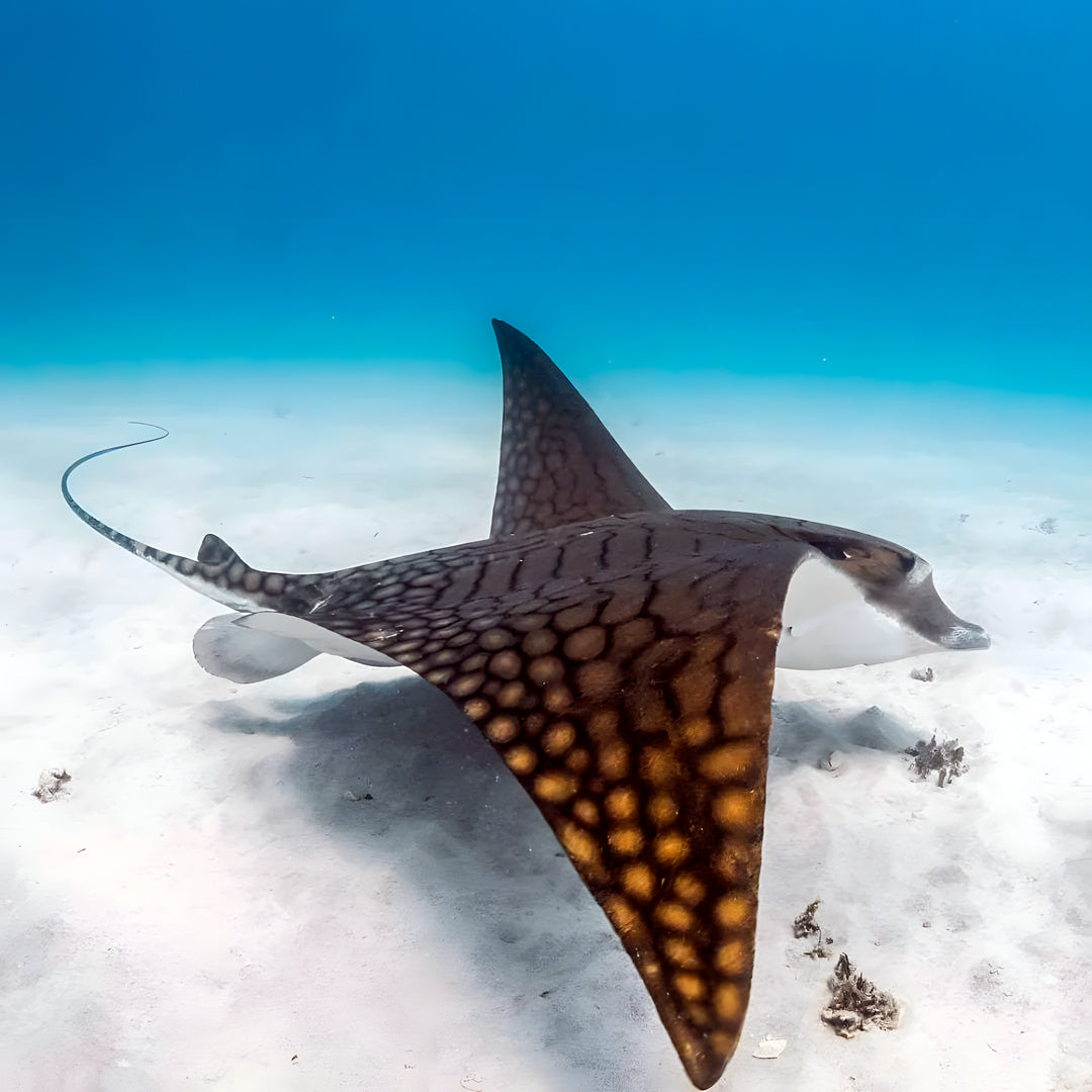 Deep South Tiger Shark Liveaboard Blue Horizon