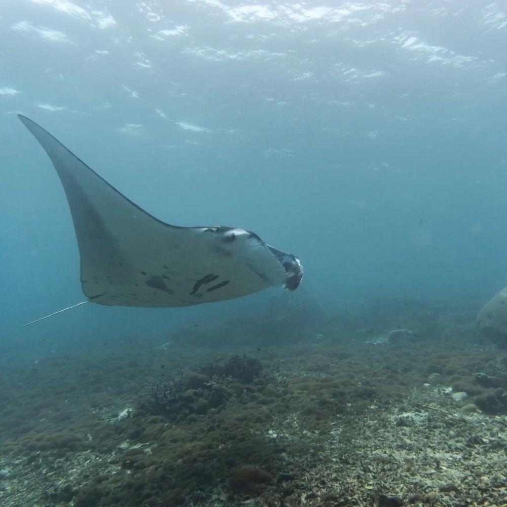 North and Central Komodo Essentials Liveaboard