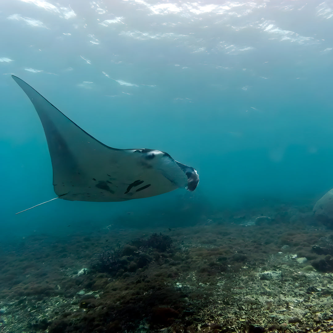 North and Central Komodo Essentials Liveaboard