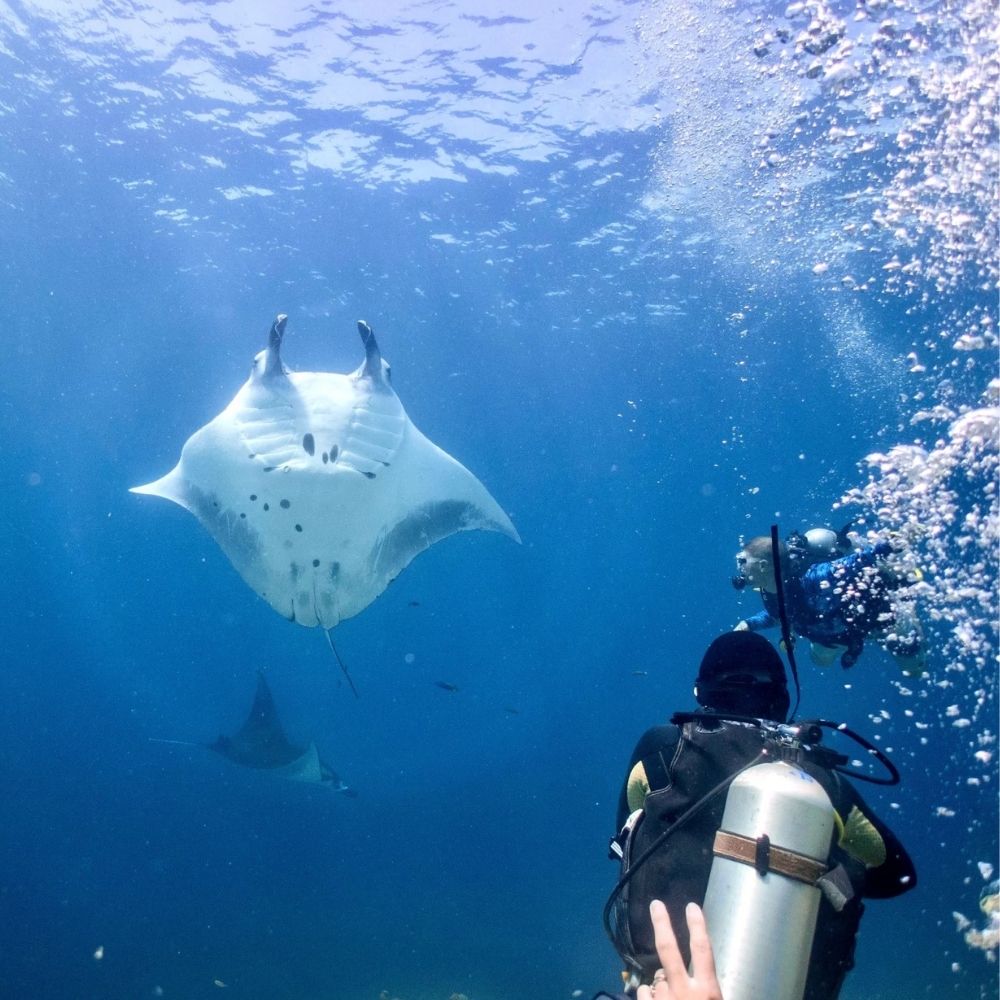 North and Central Komodo Essentials Liveaboard