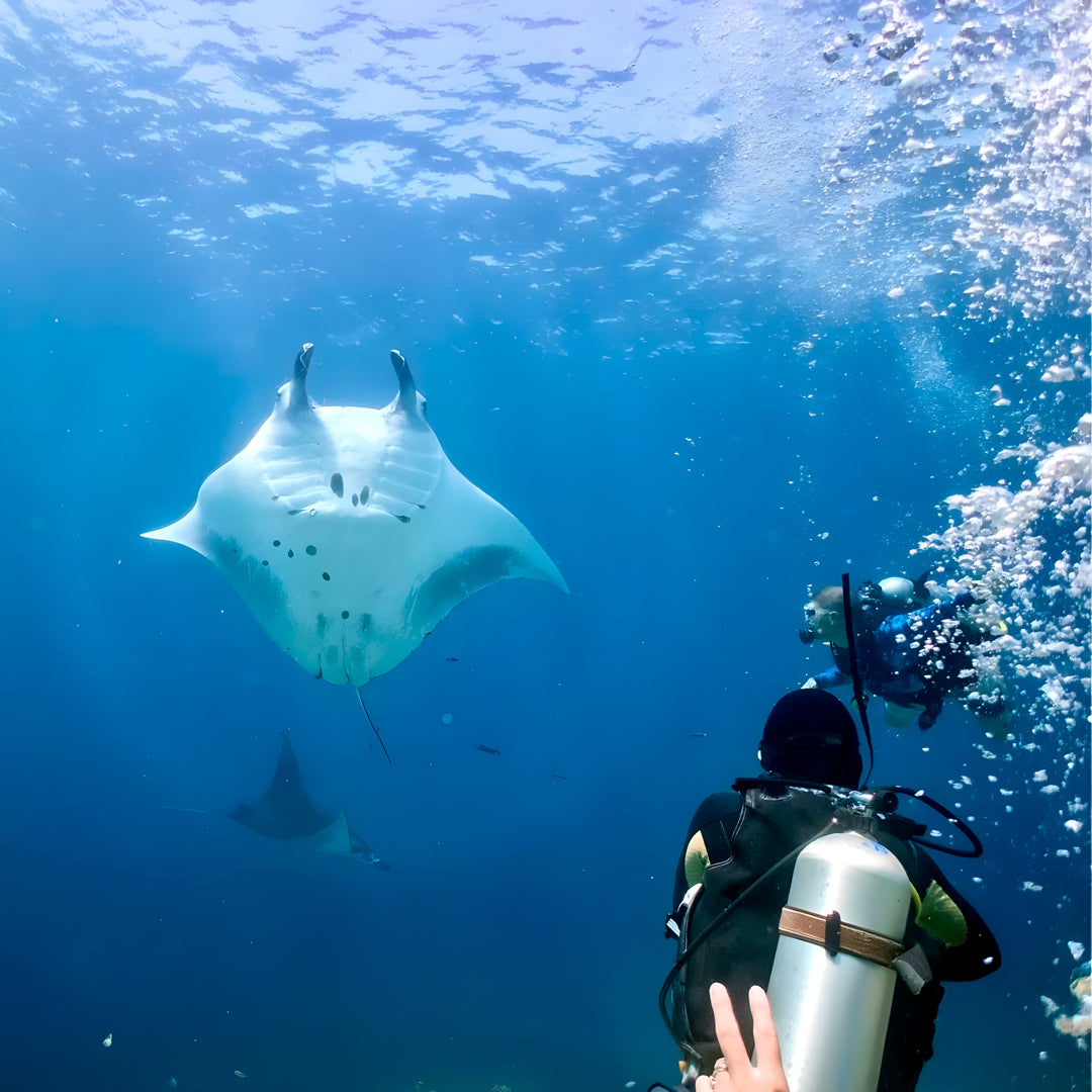 North and Central Komodo Essentials Liveaboard