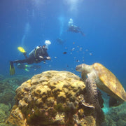 North and Central Komodo Essentials Liveaboard Lotus Liveaboard
