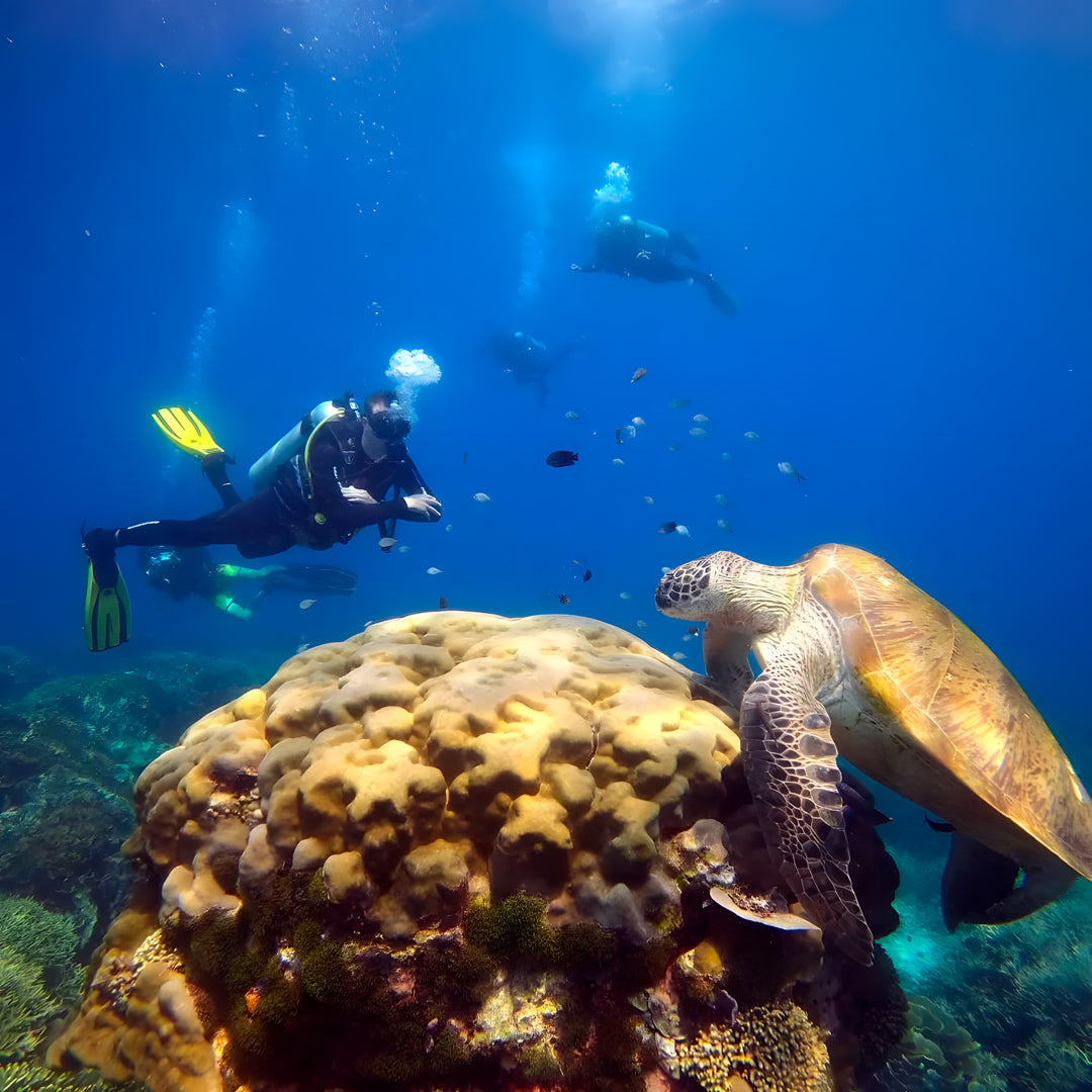 Komodo Islands Drift Dives & Manta Ray Encounters Liveaboard