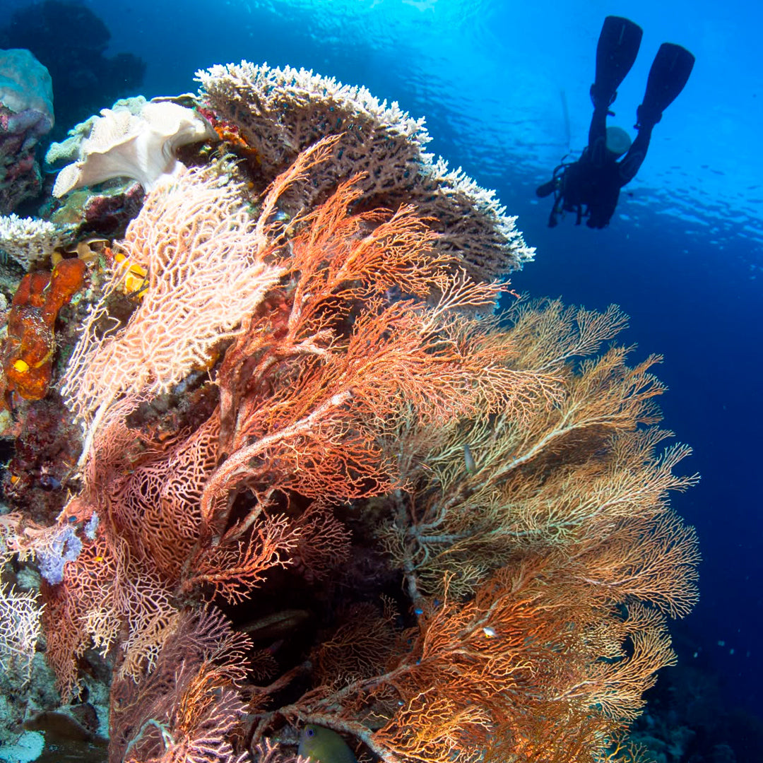 Banda Sea and Alor Island Liveaboard