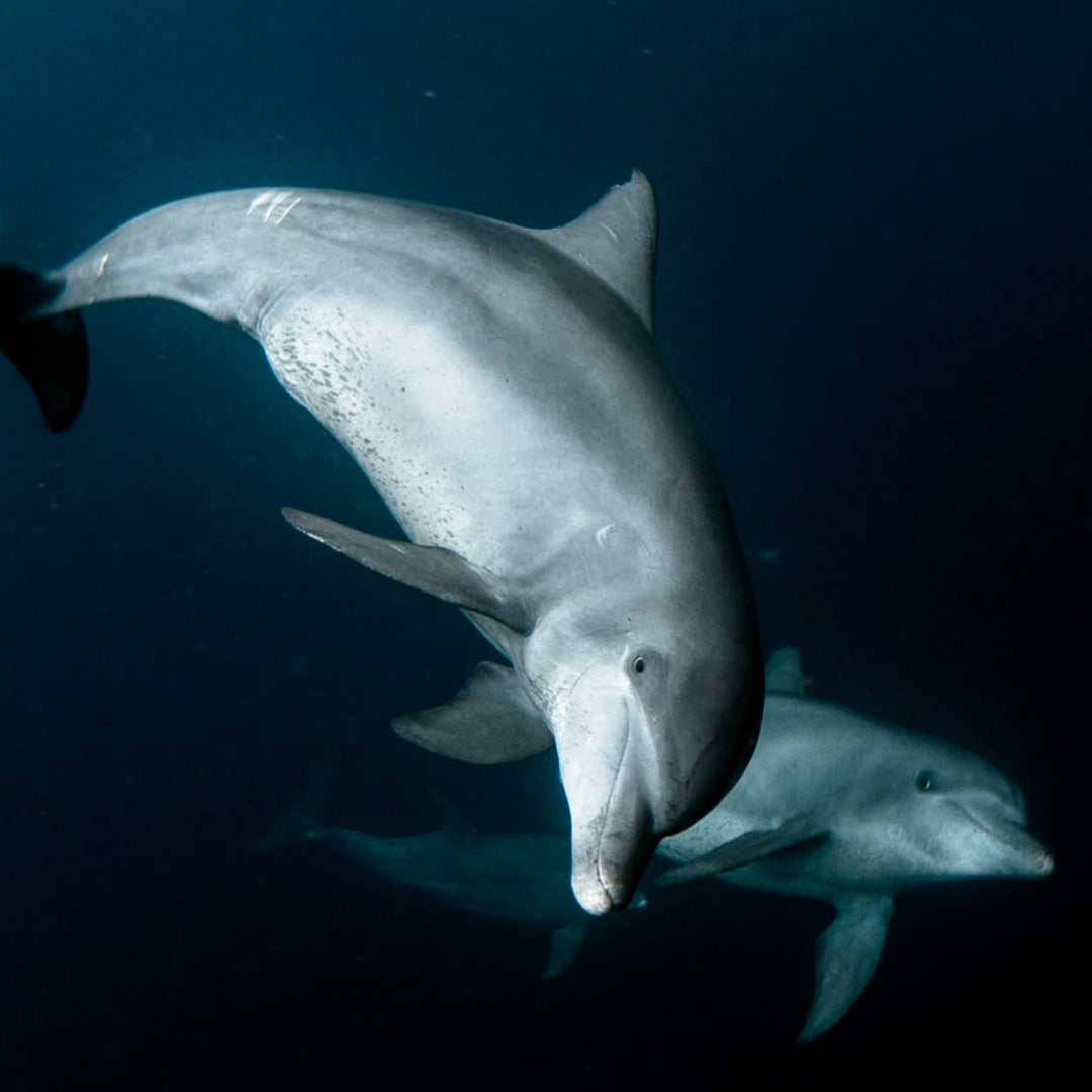Banda Sea and Spice Islands Liveaboard