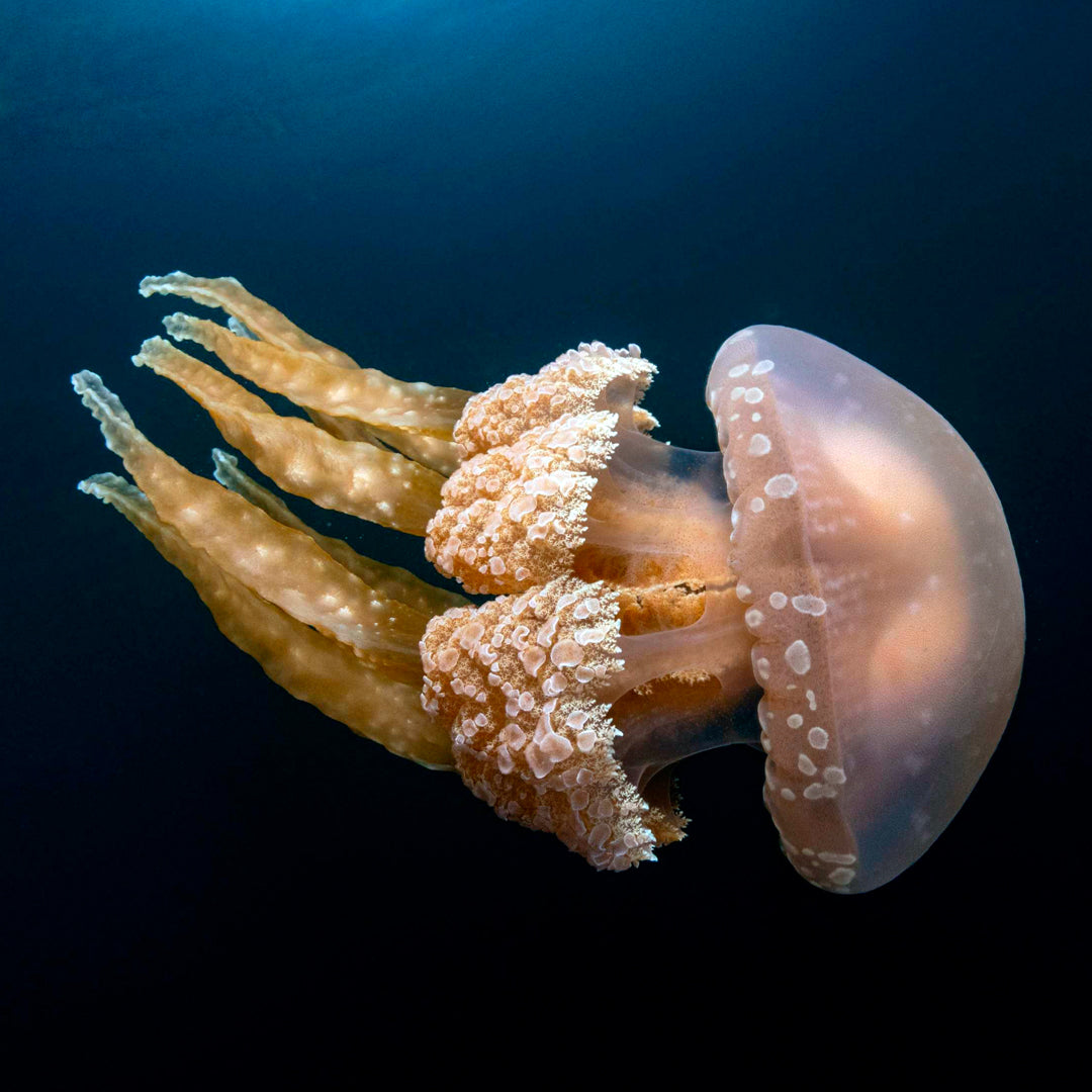 Central & Southern Raja Ampat Liveaboard Expedition