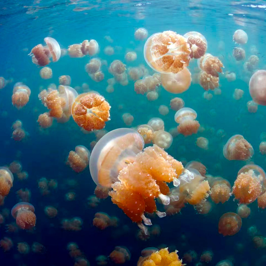 Banda Sea and Spice Islands Liveaboard