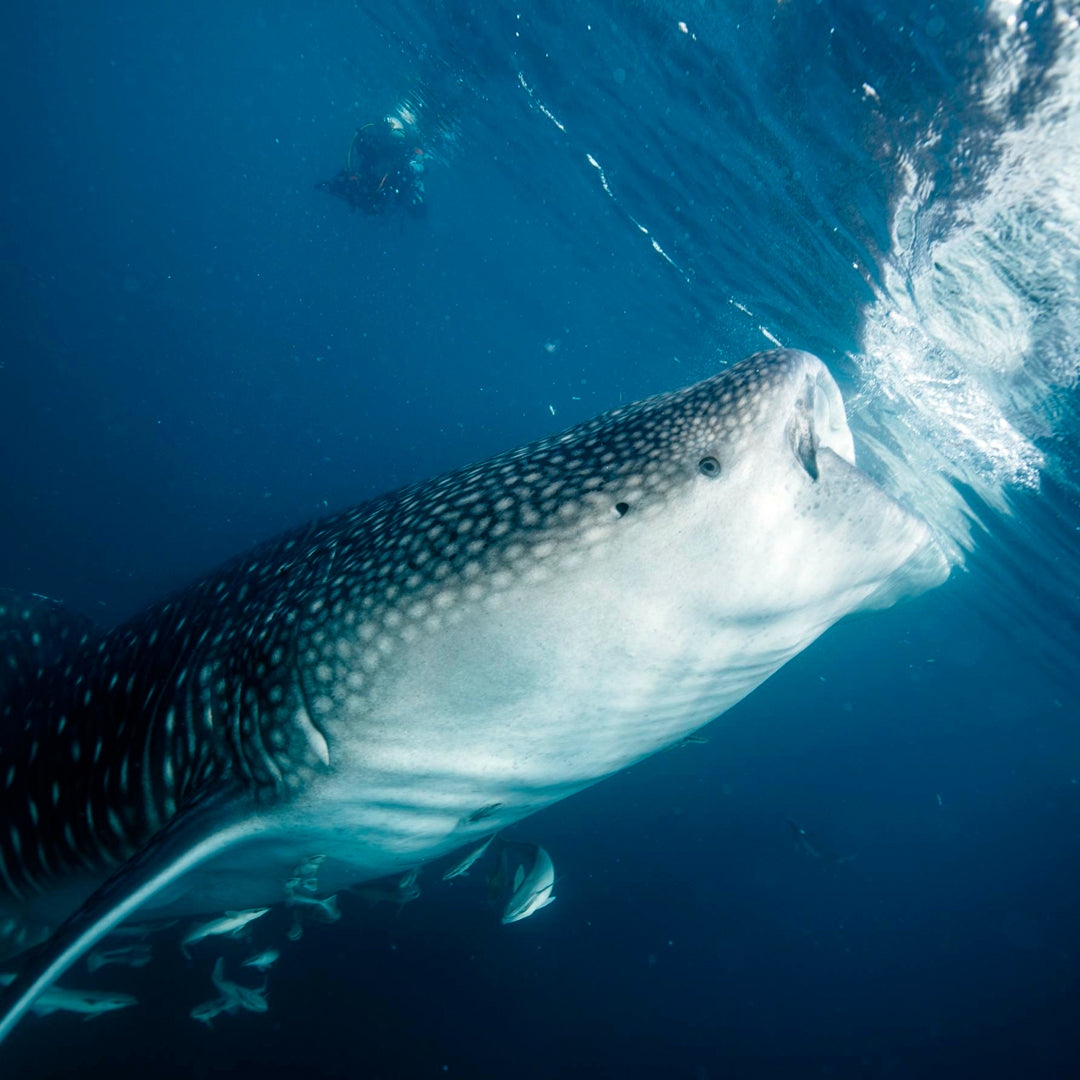 Central & Southern Raja Ampat Liveaboard Expedition