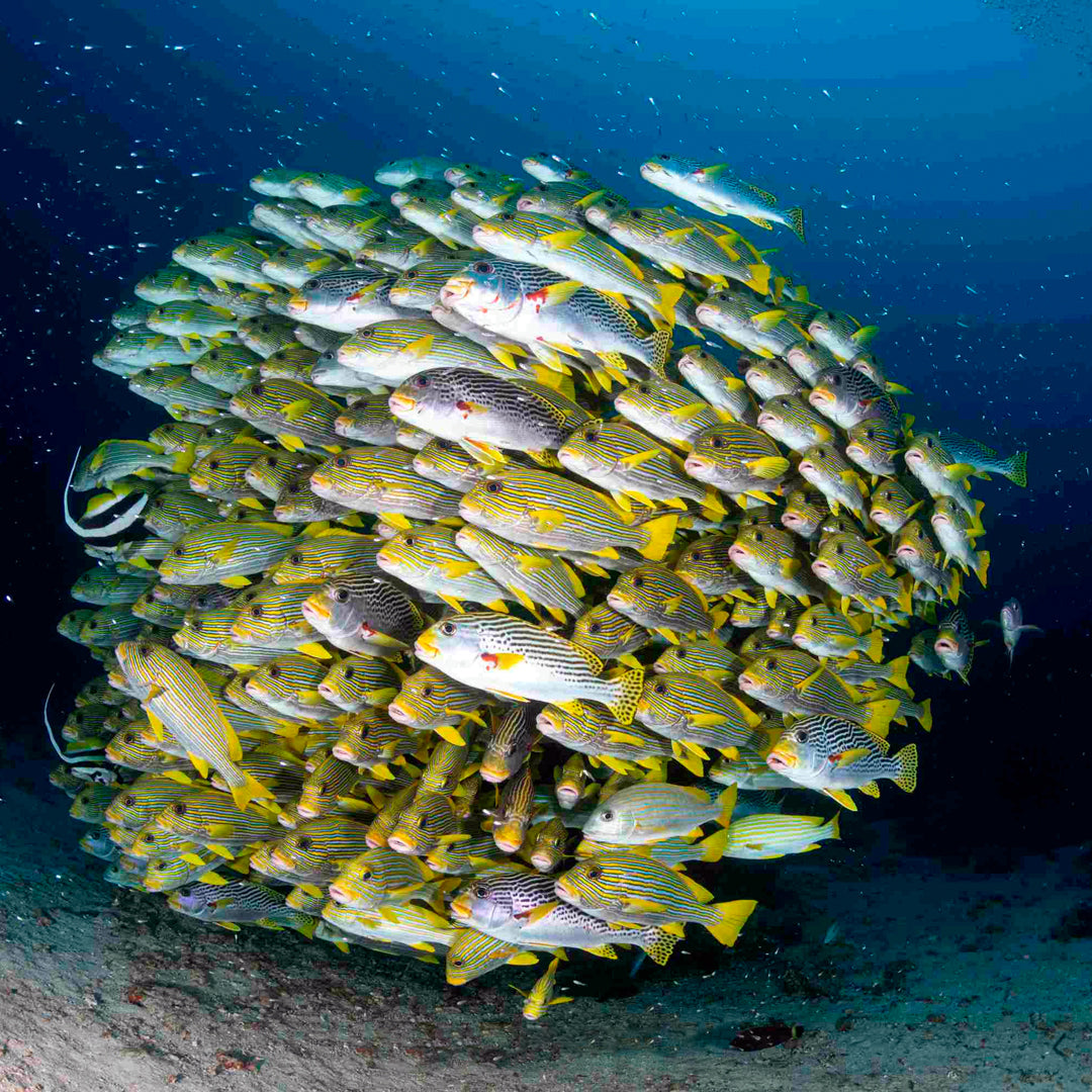 Banda Sea and Spice Islands Liveaboard