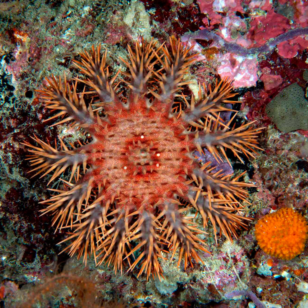 Banda Sea and Spice Islands Liveaboard