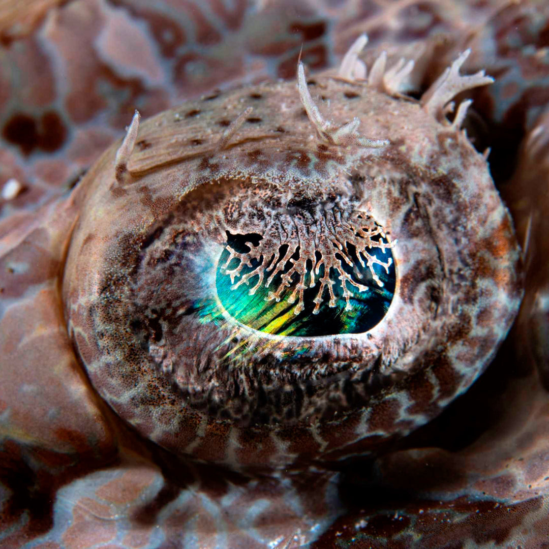 Banda Sea and Spice Islands Liveaboard