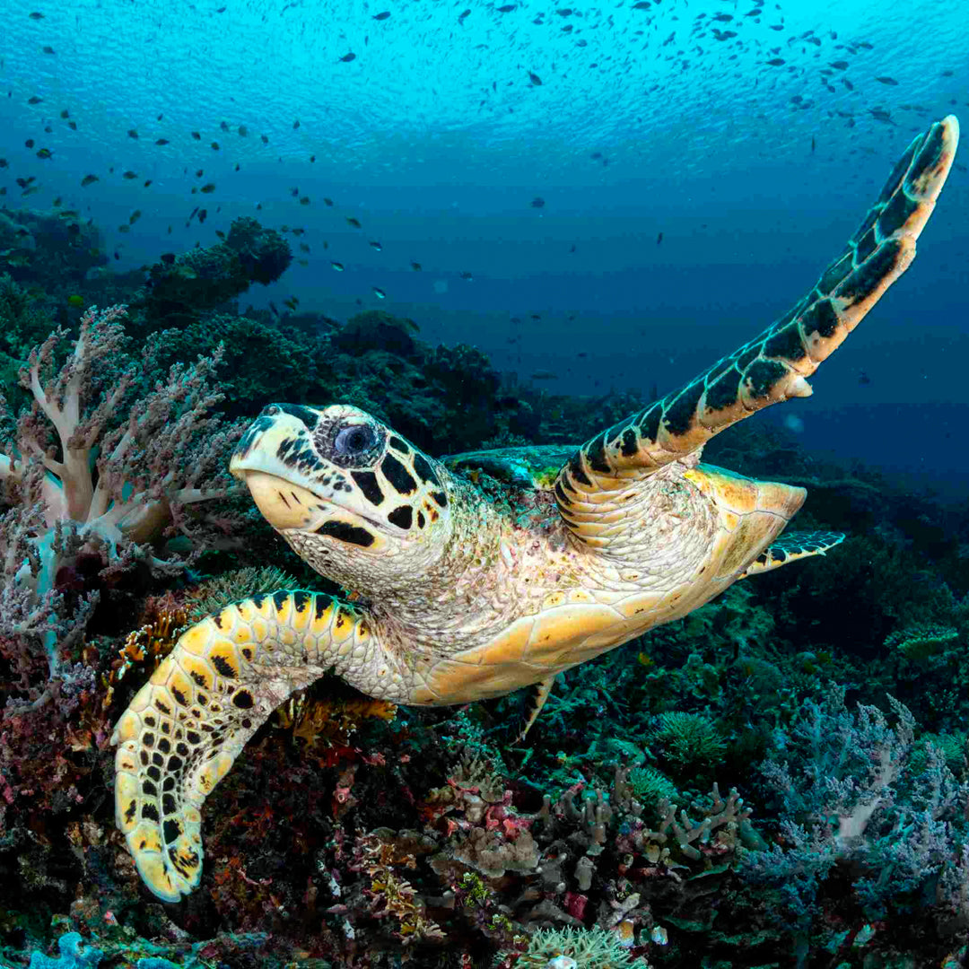 Banda Sea and Alor Island Liveaboard