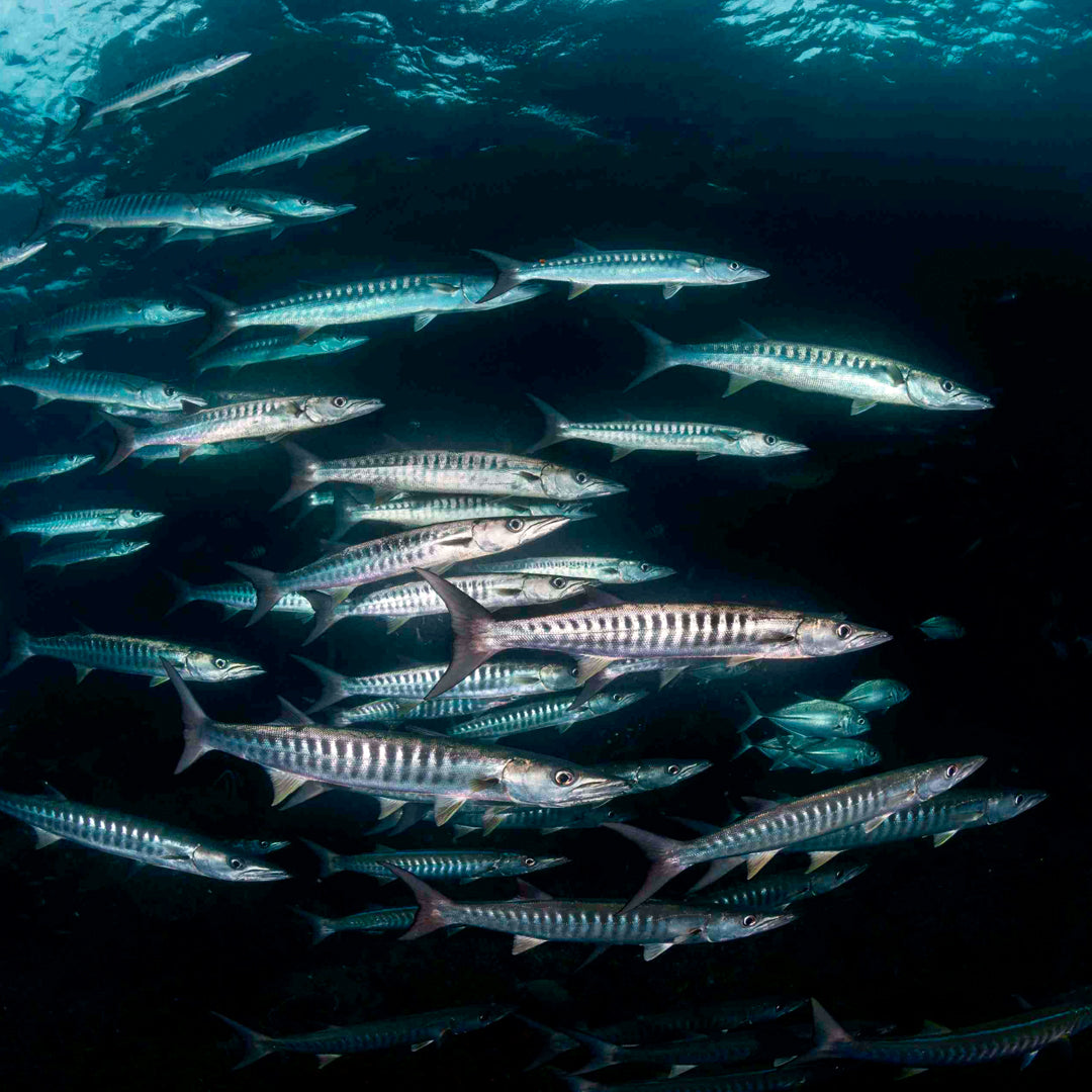 Central & Southern Raja Ampat Liveaboard Expedition