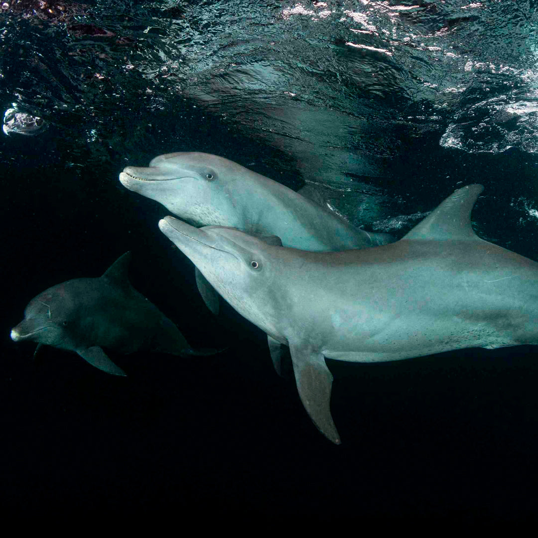 Banda Sea and Spice Islands Liveaboard