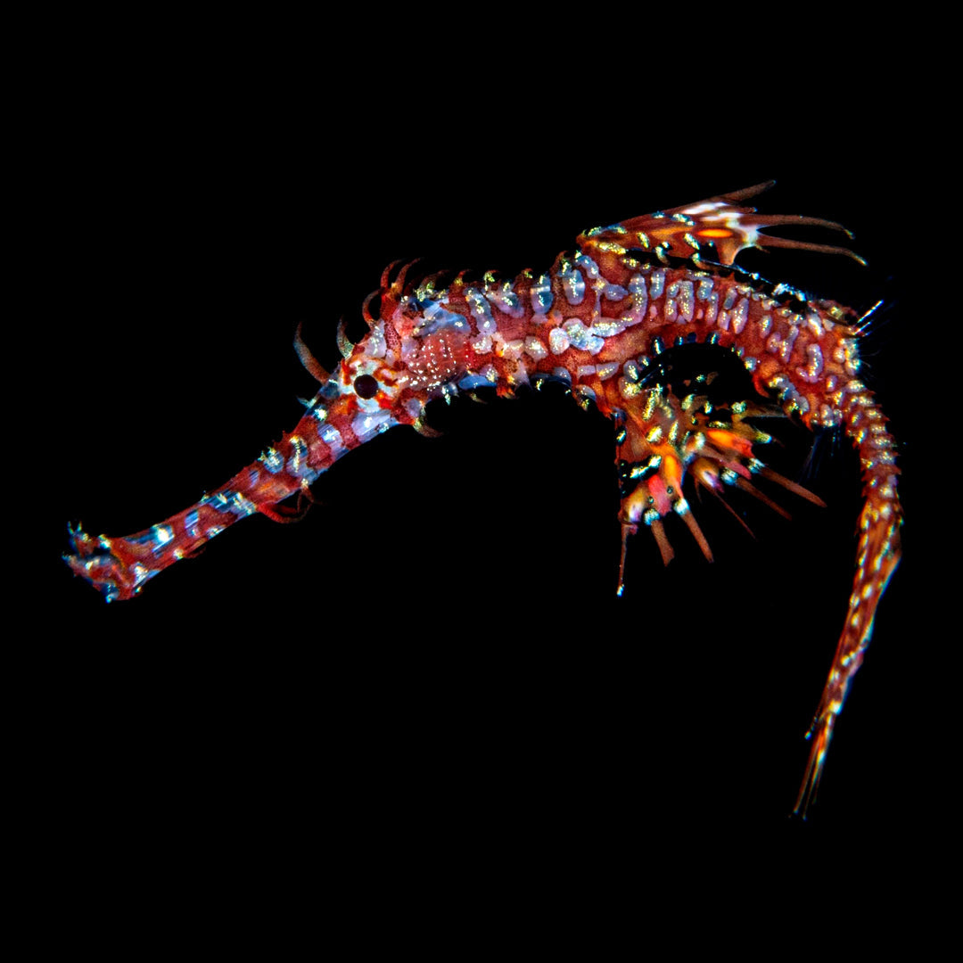 Banda Sea and Spice Islands Liveaboard