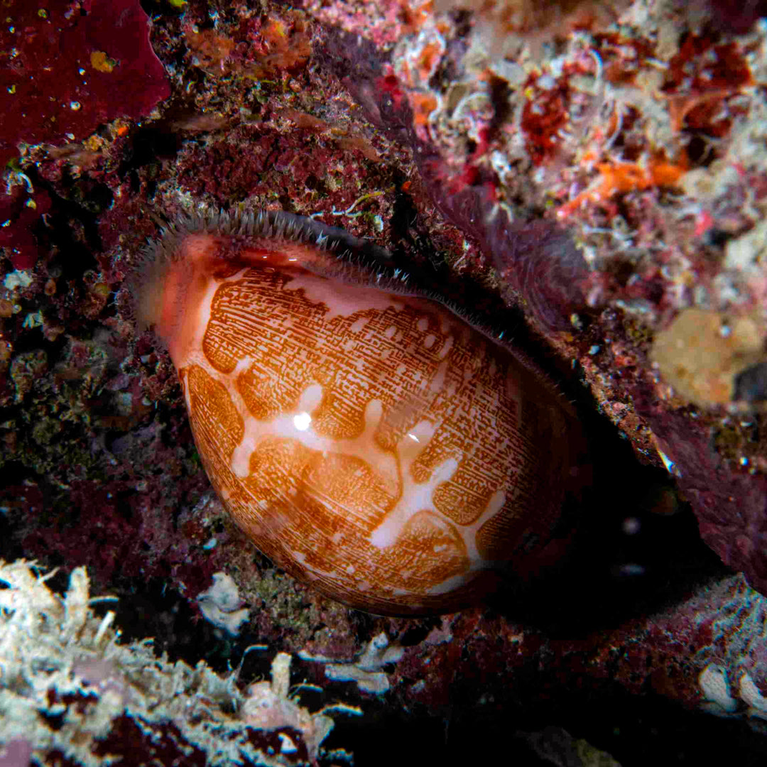 Banda Sea and Spice Islands Liveaboard